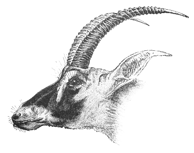 Free Antelope Clipart