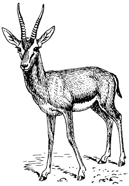 Free Gazelle Clipart