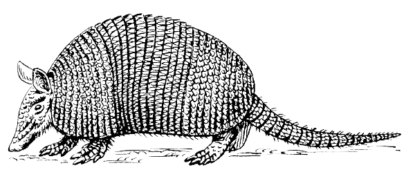 Free Armadillo Clipart