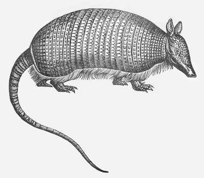 Free Armadillo Clipart