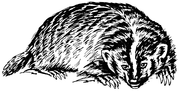 Free Badger Clipart