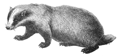 Free Badger Clipart