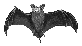 Free Bat Clipart