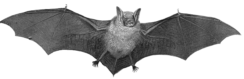 Free Bat Clipart