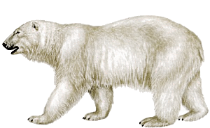 Free Polar Bear Clipart