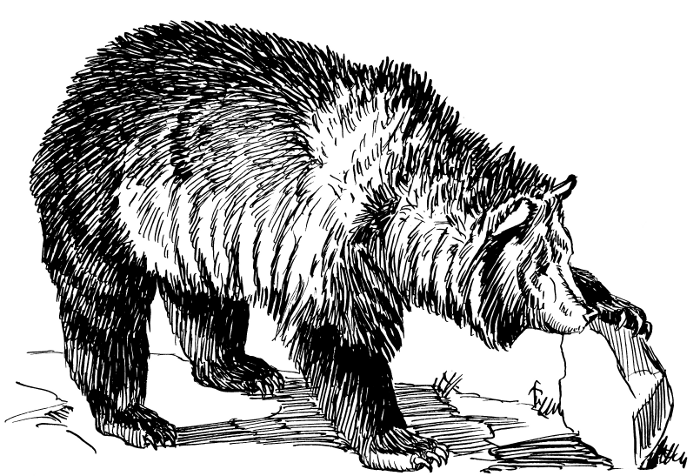 Free Kodiak Bear Clipart