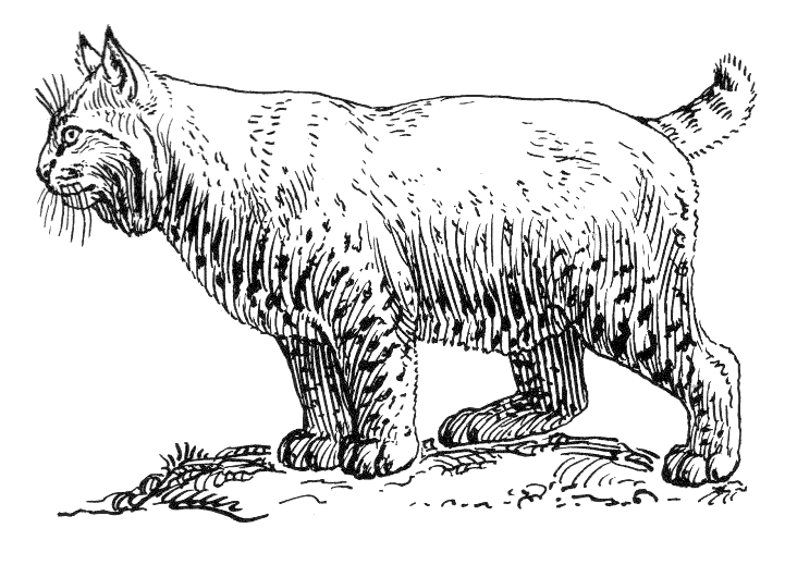 Free Bobcat Clipart