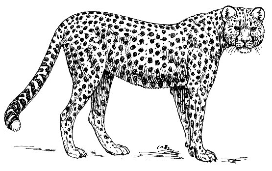 Free Cheetah Clipart