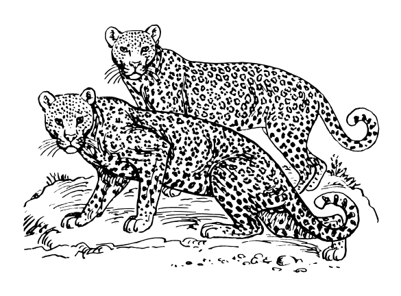 Free Leopard Clipart