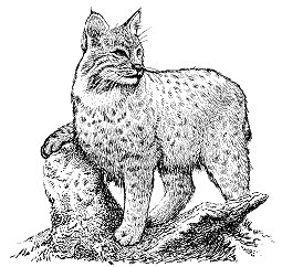 Free Bobcat Clipart