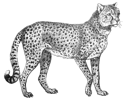 Free Cheetah Clipart