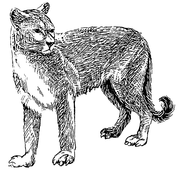 Free Cougar Clipart