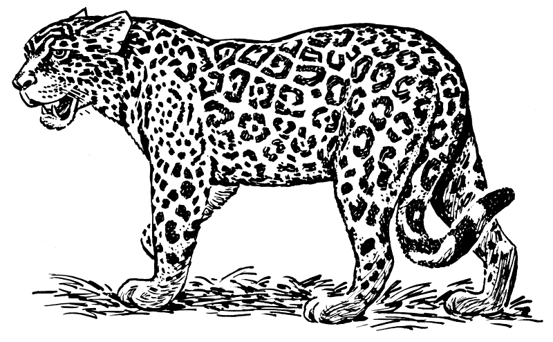 Free Jaguar Clipart