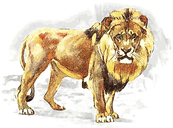 Free Lion Clipart