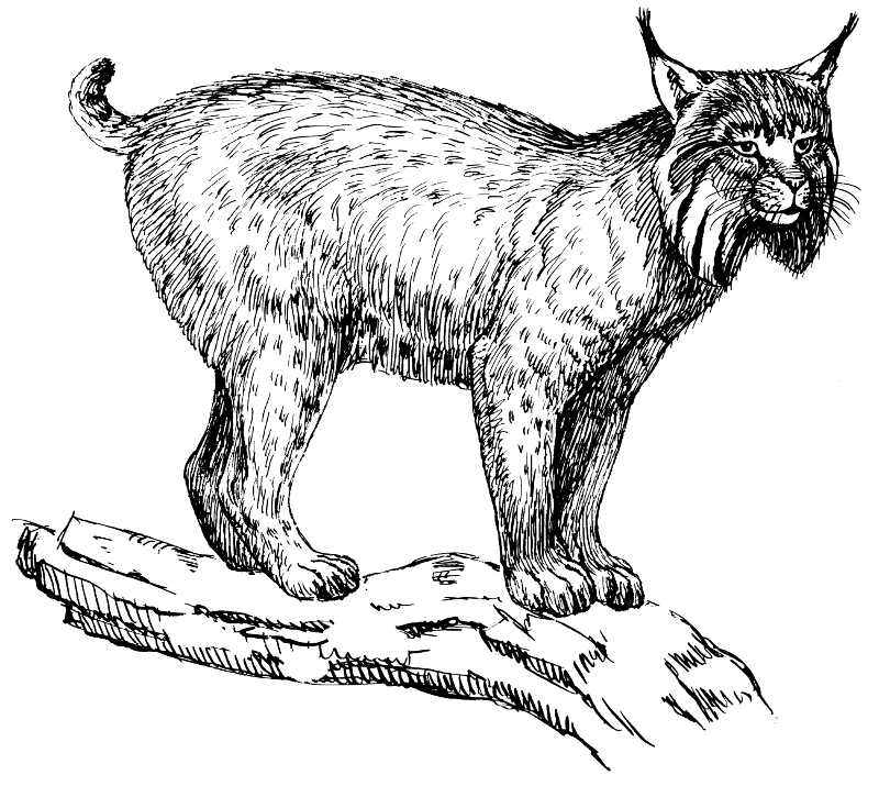 Free Lynx Clipart