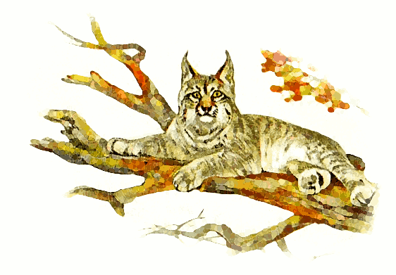 Free Lynx Clipart