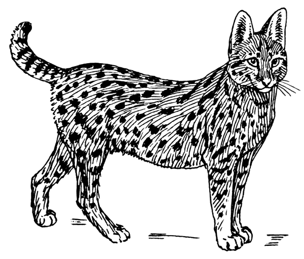 Free Serval Black and White Clipart