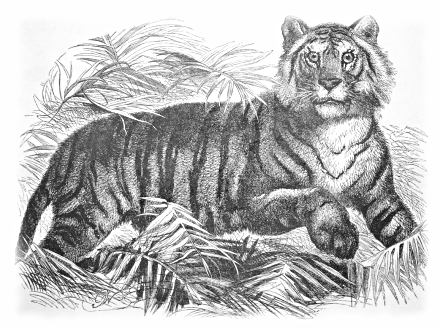 Free Indochinese Tiger Clipart