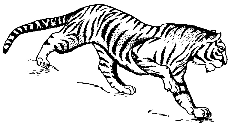 Free Tiger Clipart