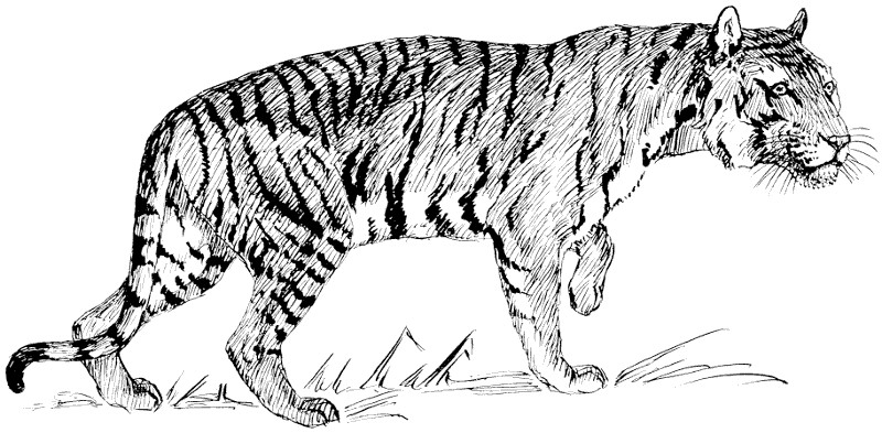 Free Bengal Tiger Clipart