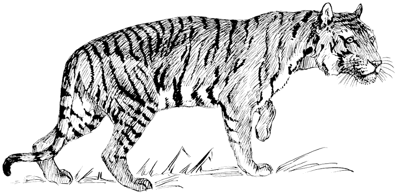 Free Walking Tiger Clipart