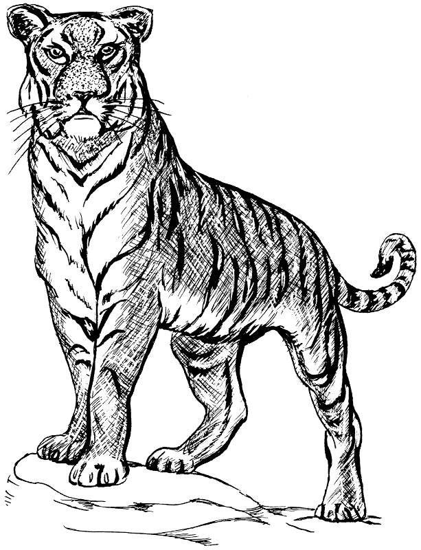 Free Siberian Tiger Clipart