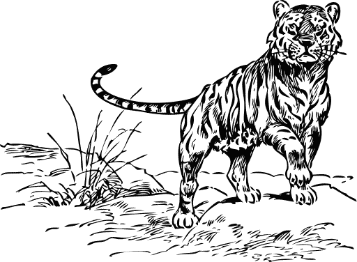 Free Proud Tiger Clipart