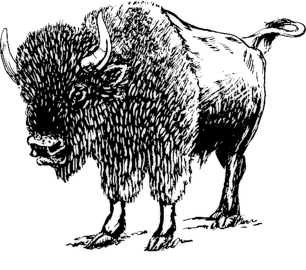 Free Bison Clipart