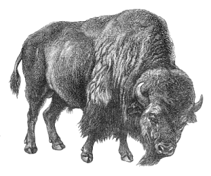 Free Bison Clipart