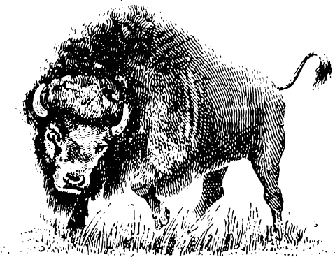 Free Bison Clipart