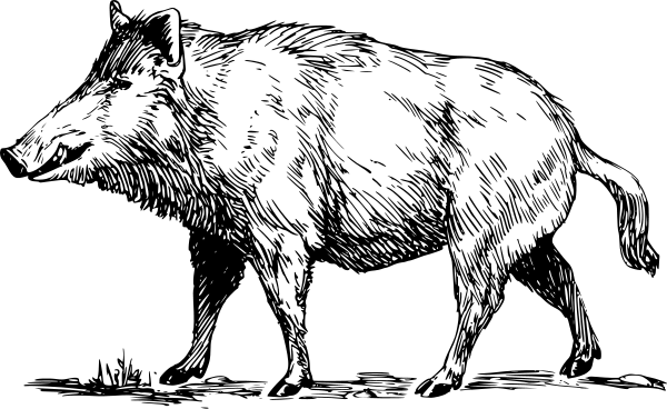 Free Boar Clipart