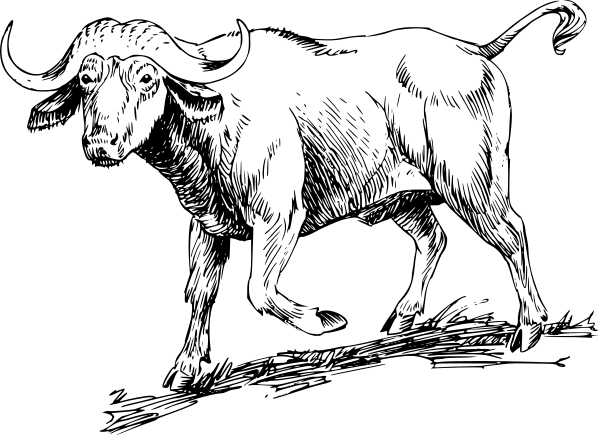 Free Buffalo Clipart