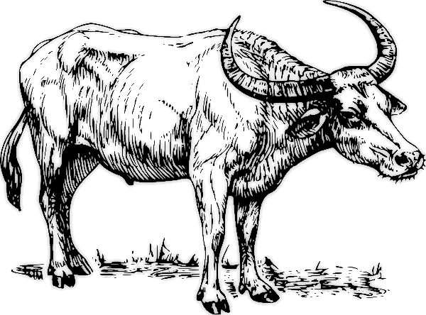 Free Buffalo Clipart