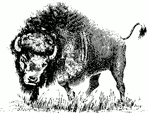 Free Buffalo Clipart