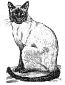 Free Siamese Cat Clipart