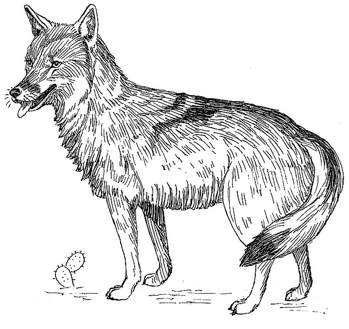 Free Coyote Clipart