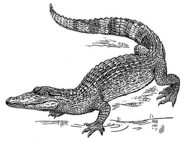 Free Crocodile Clipart