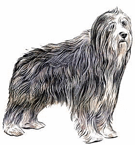 Free Dog Breeds B Clipart