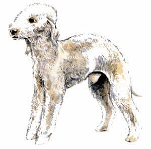 Free Dog Breeds B Clipart