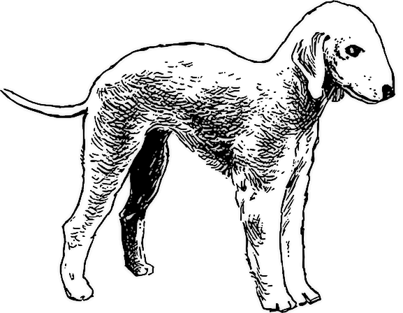 Free Dog Coloring Page Clipart