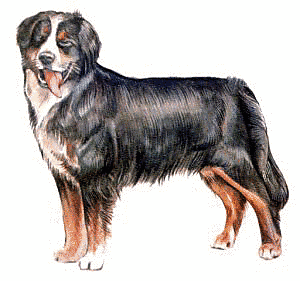 Free Dog Breeds B Clipart