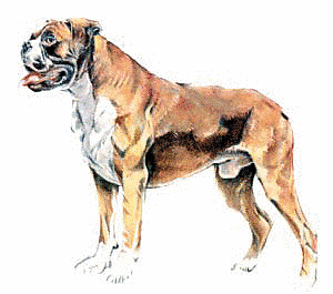 Free Dog Breeds B Clipart