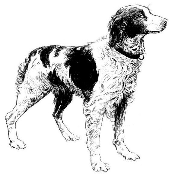 Free Dog Clipart