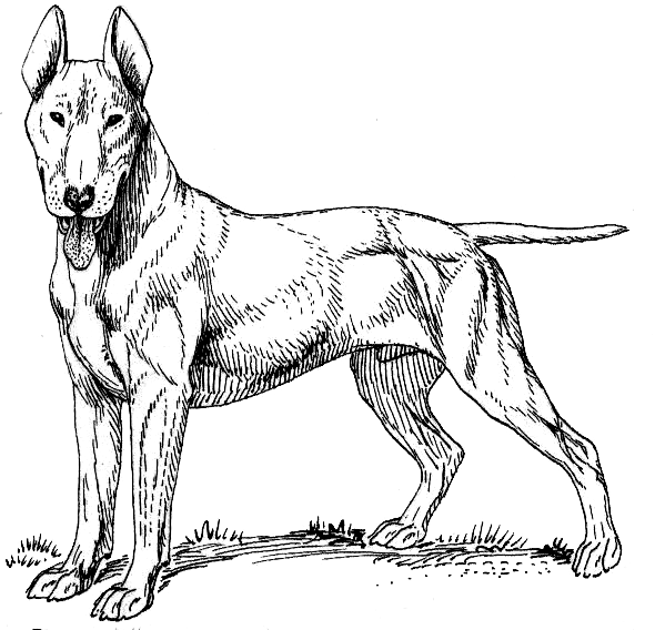 Free Dog Coloring Page Clipart