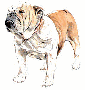 Free Dog Breeds B Clipart