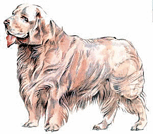 Free Dog Breeds C Clipart