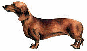 Free Dog Breeds D Clipart