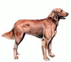 Free Dog Breeds G Clipart