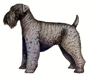 Free Dog Breeds K Clipart