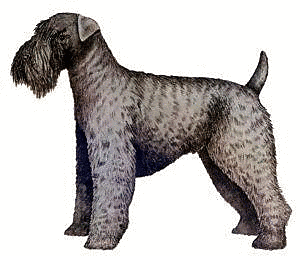 Free Dog Breeds K Clipart